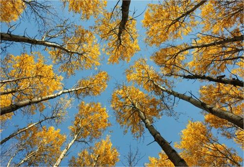 Осенний фейерверк