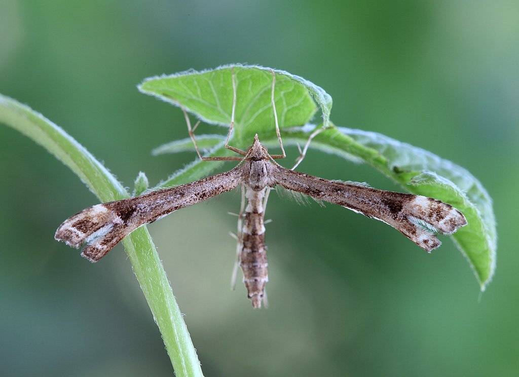 , Сергей Таланов