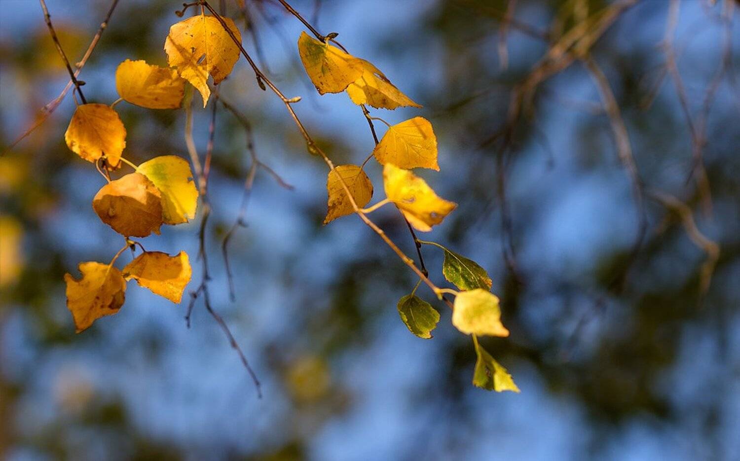 , Ирина Костова