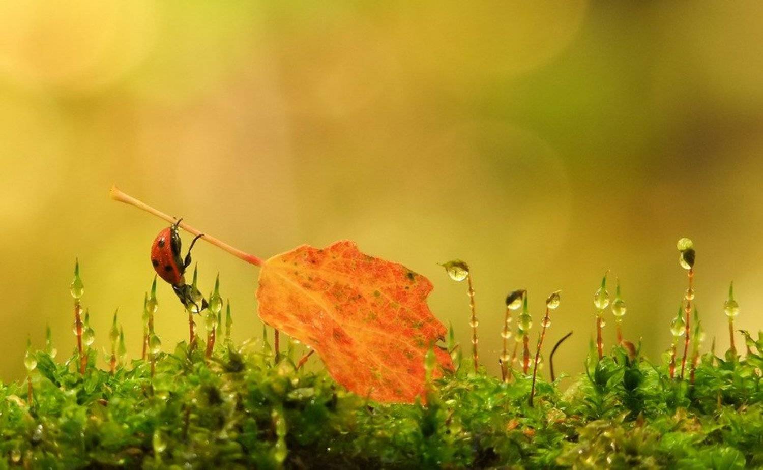 осень, Вячеслав Мищенко