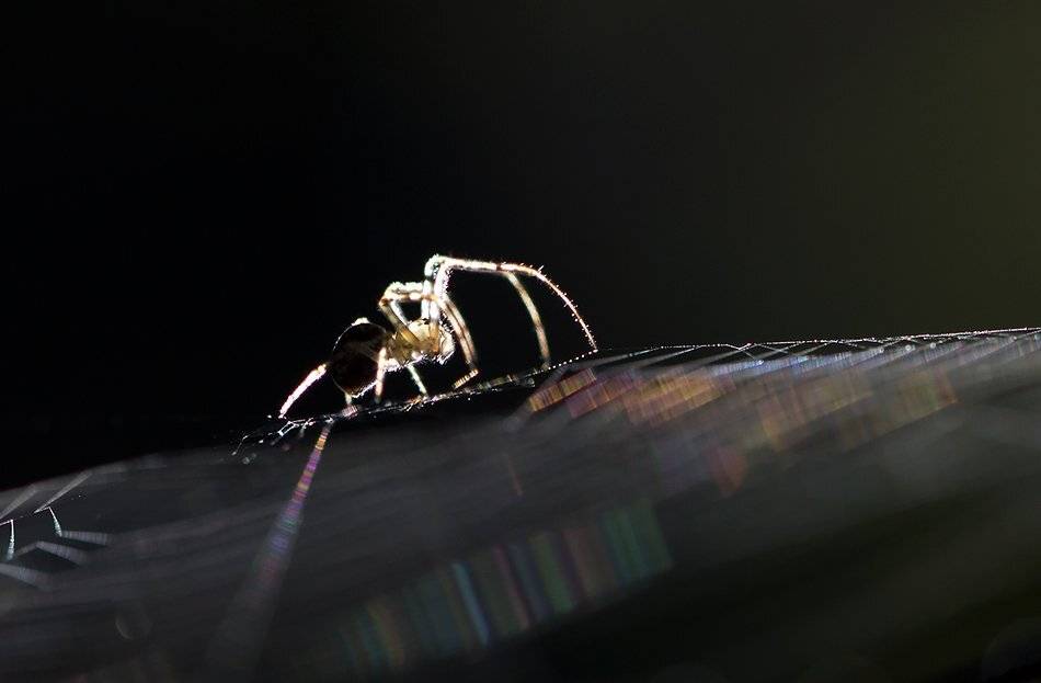 , Иваненко Светлана