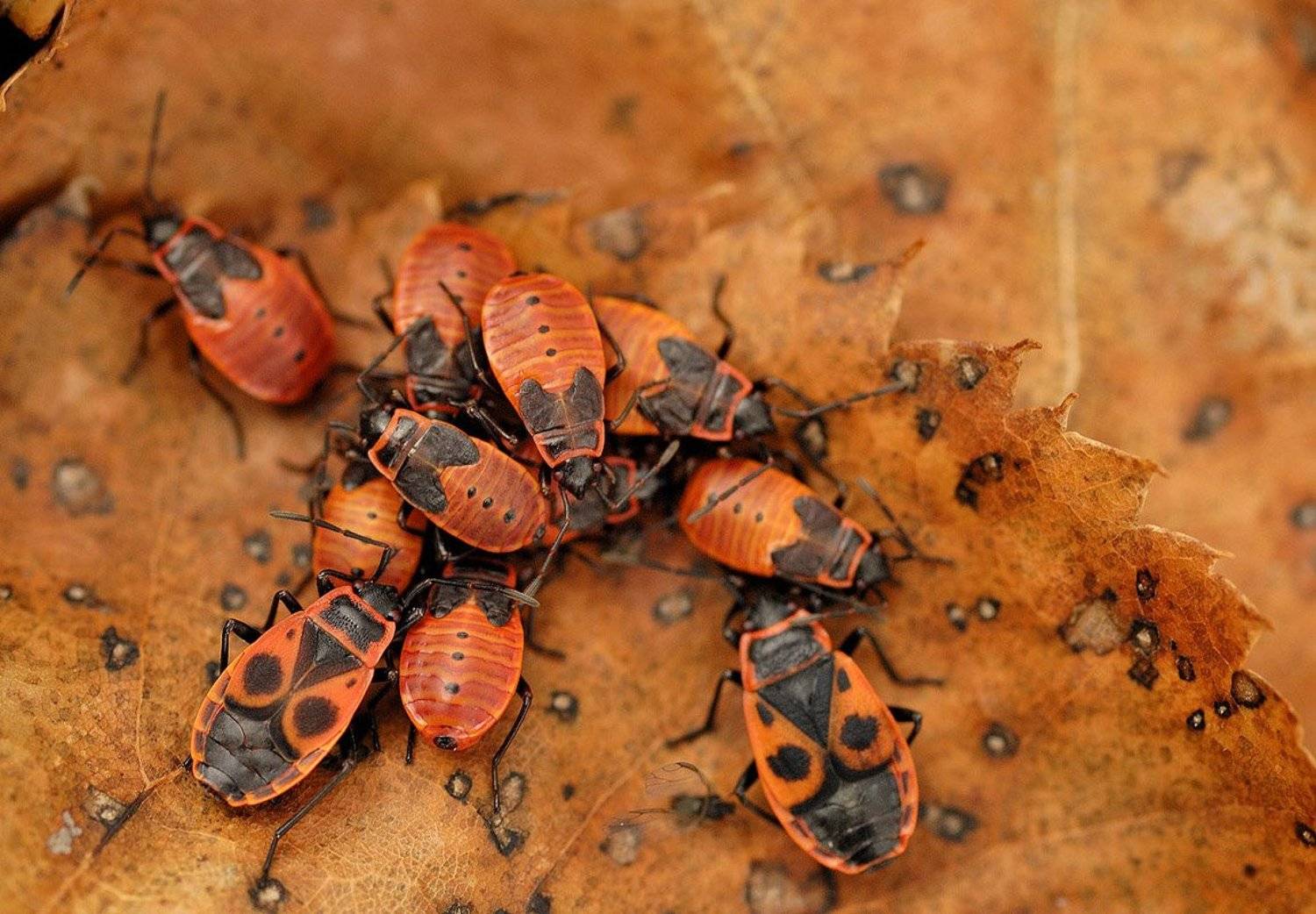 Клопы, Александр