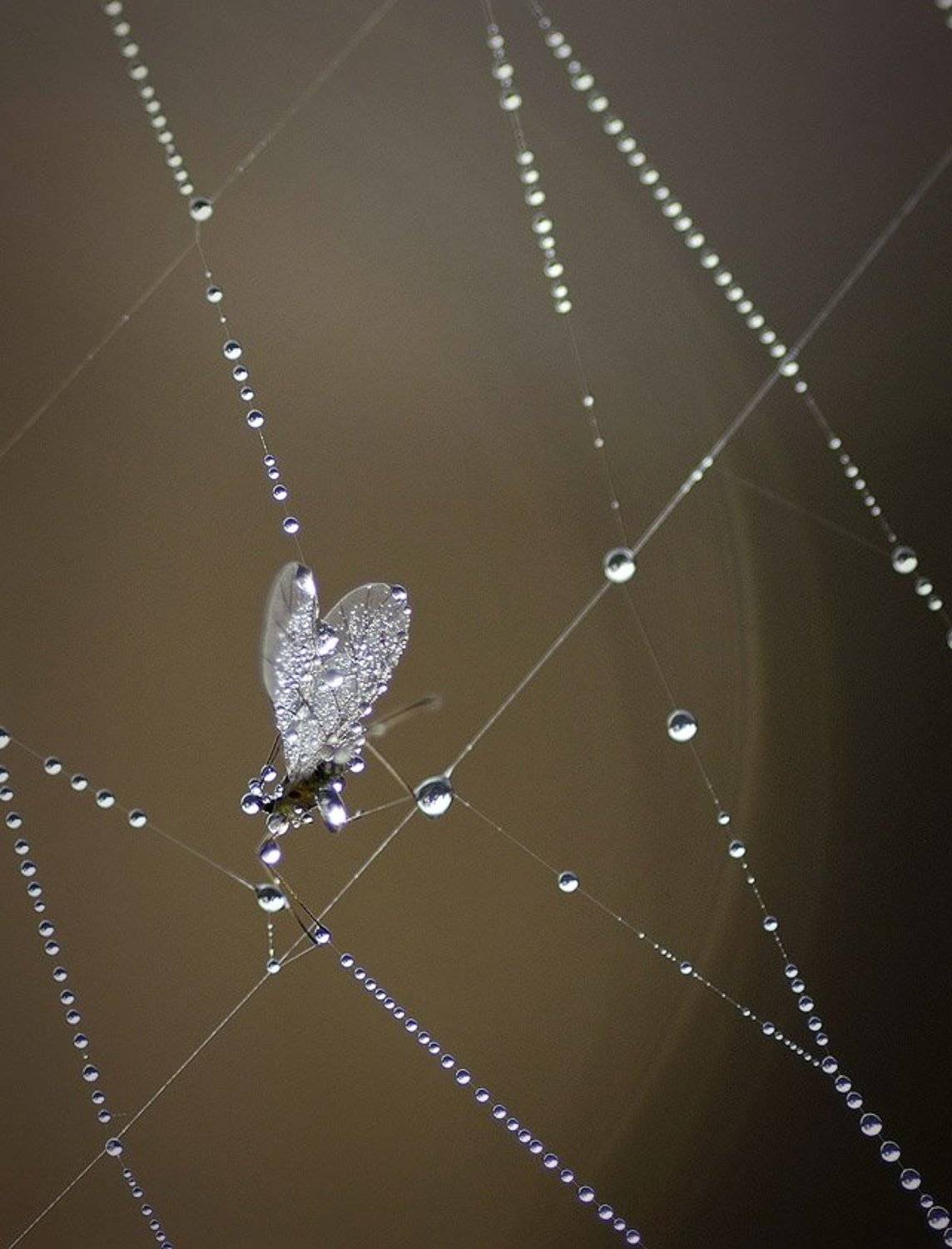 , Александр