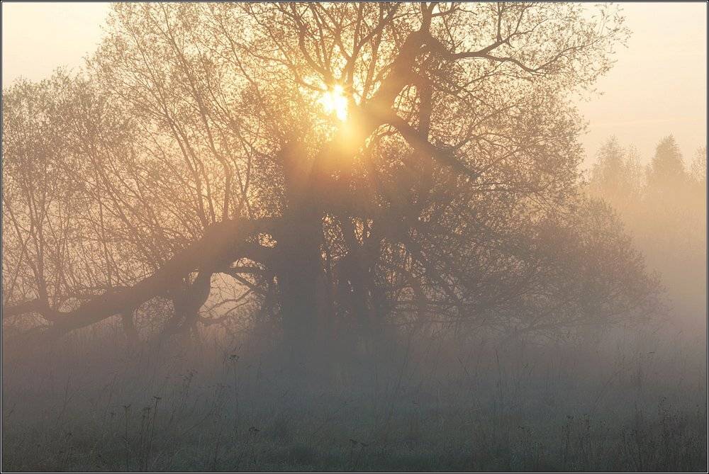 солнце, восход, туман, утро, дерево, ива,, Victor Pechenev