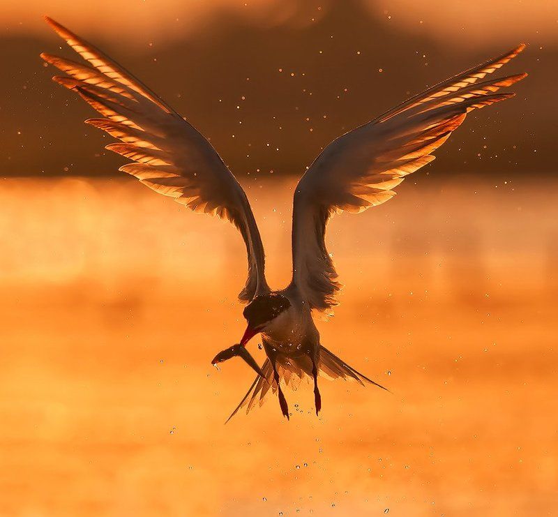 Fire wings фото превью