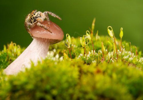 Паучок-лесовичок=)