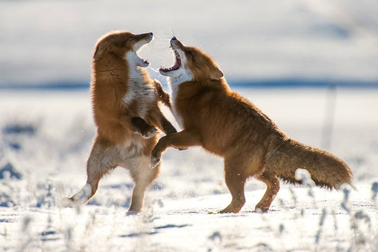 , Иван Кислов