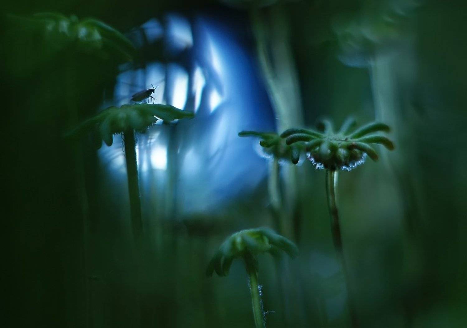 , Валерия Зверева