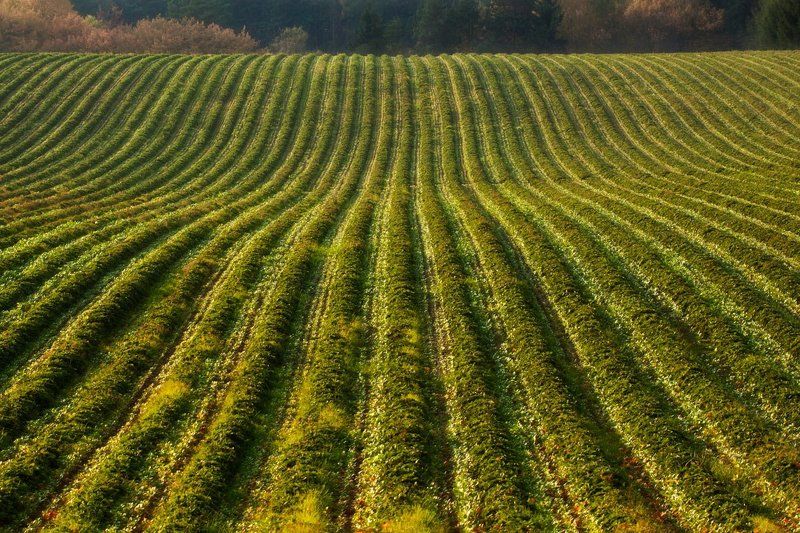 field фото превью