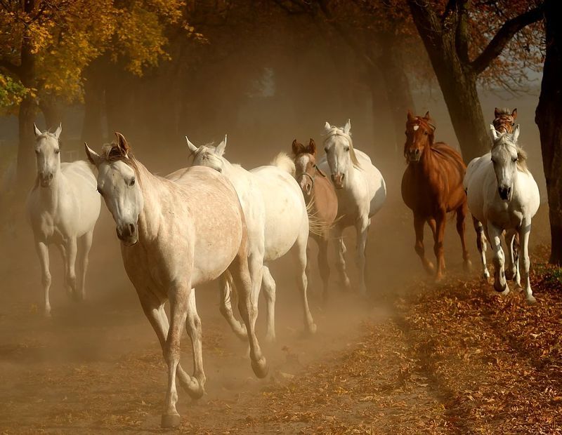 Лошади фото превью