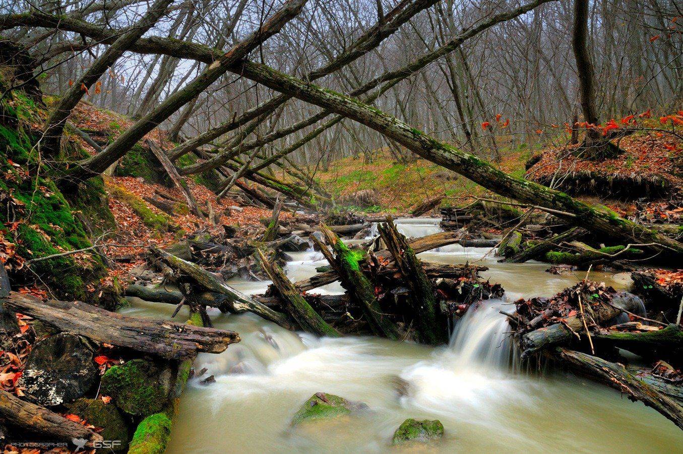 лес, осень, ручей, завалы, бурелом, пейзаж, природа, Serj Master