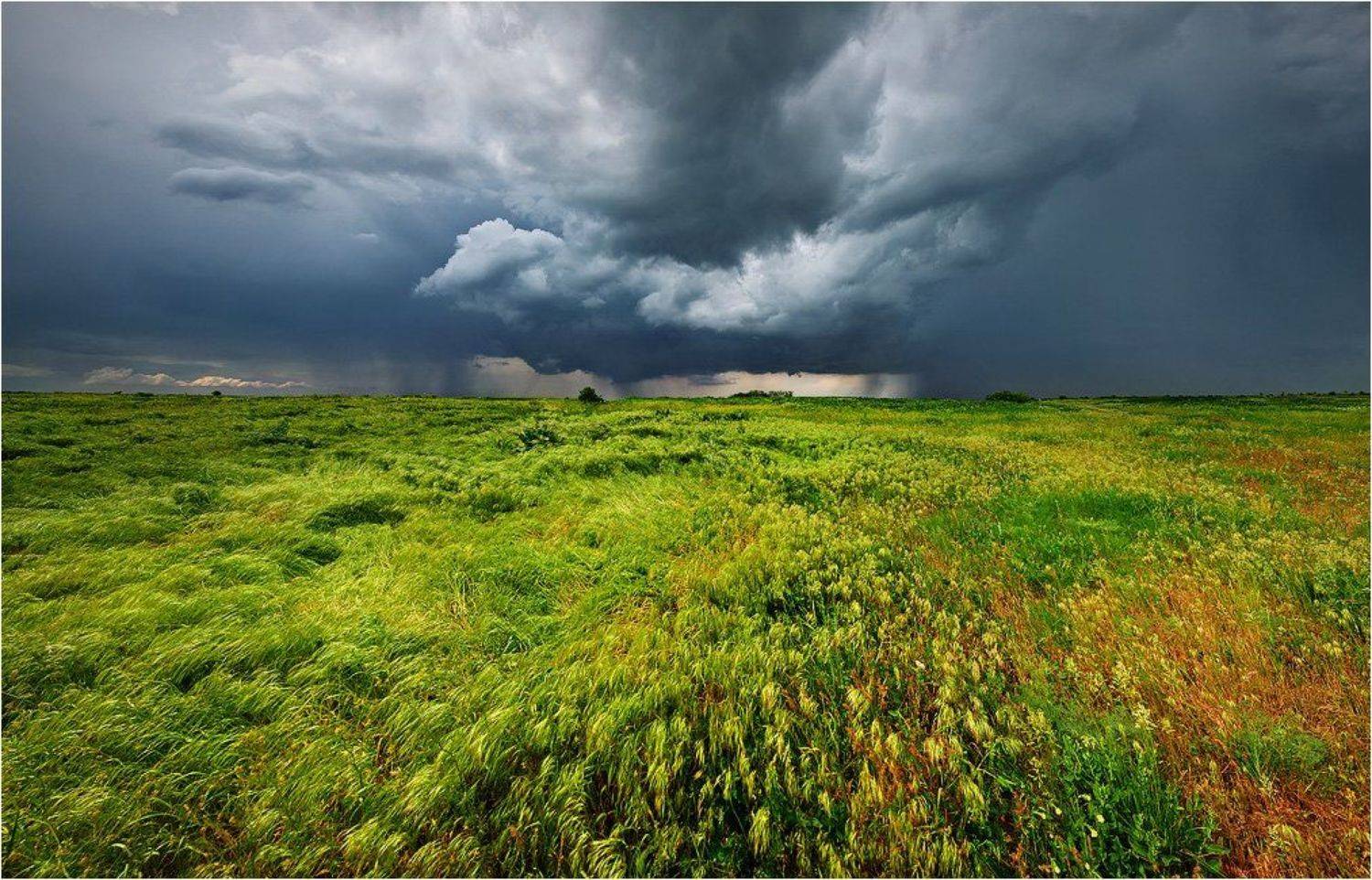 , Денис Кривой