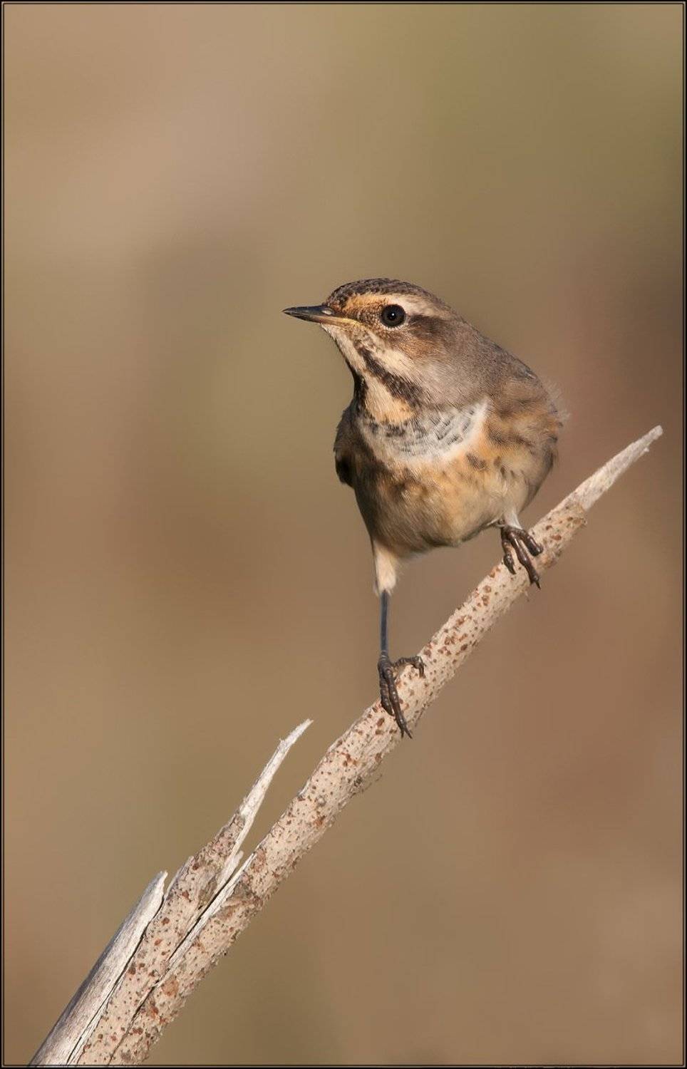 , Сергей Сильченков