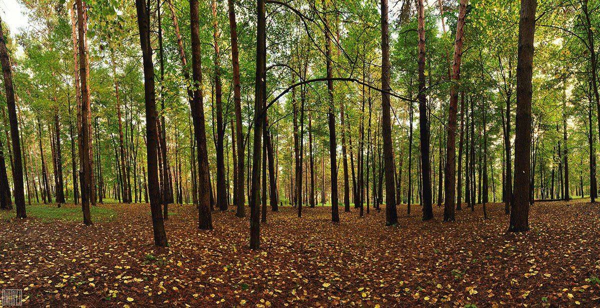 , Дмитрий Доронин