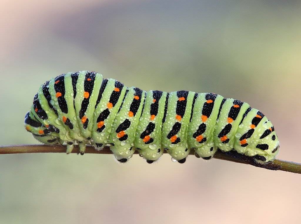 , Сергей Таланов