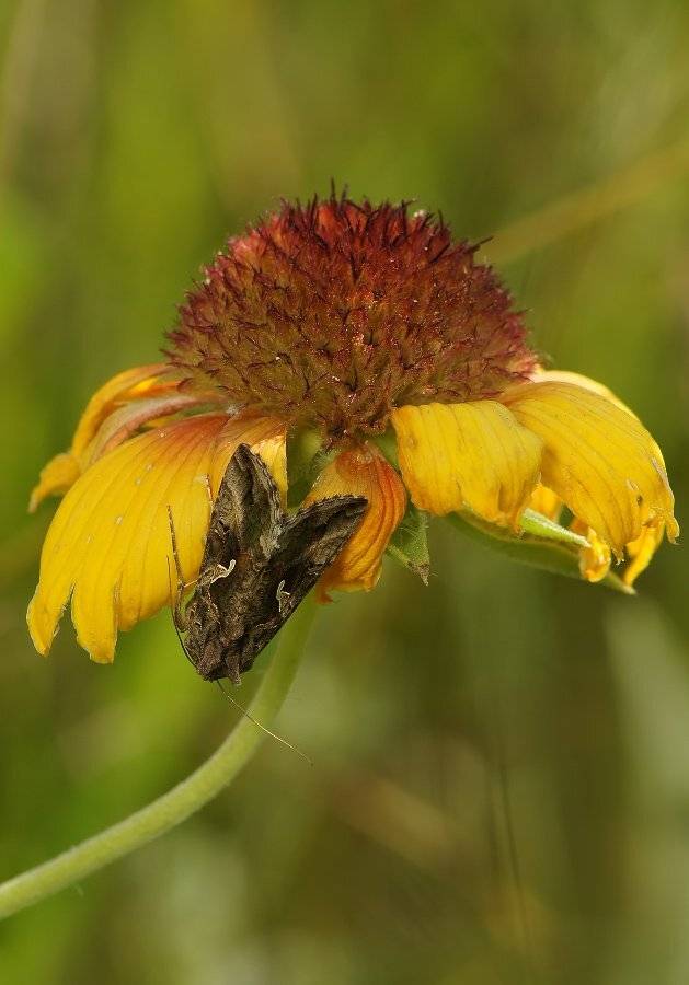 , Чепленко Алексей
