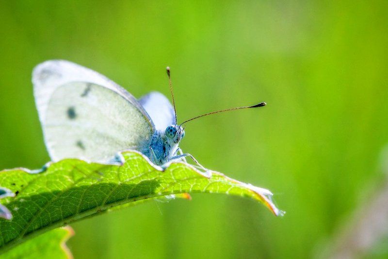 За листом фото превью
