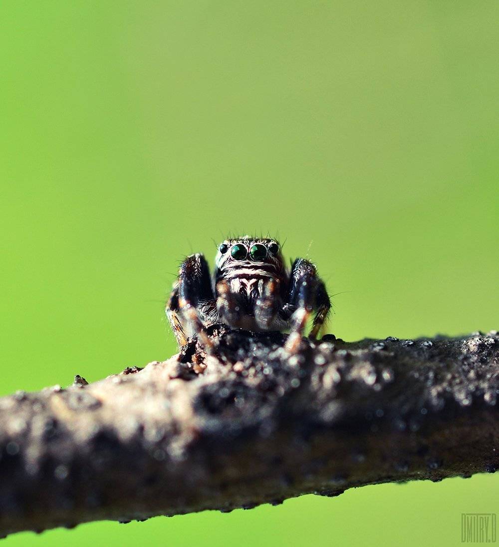 , Дмитрий Доронин