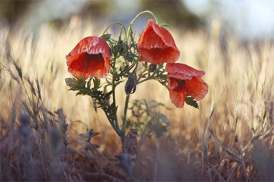 , Наталья Ова