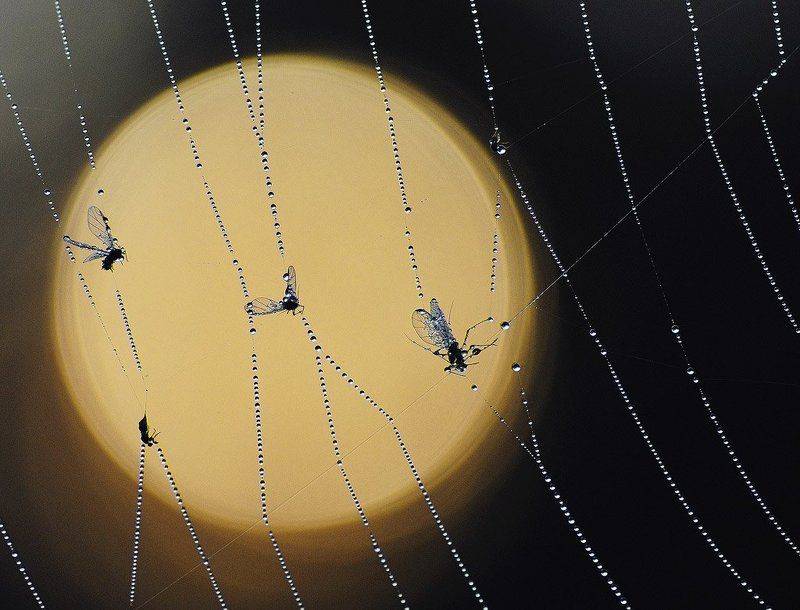 The Last Show фото превью