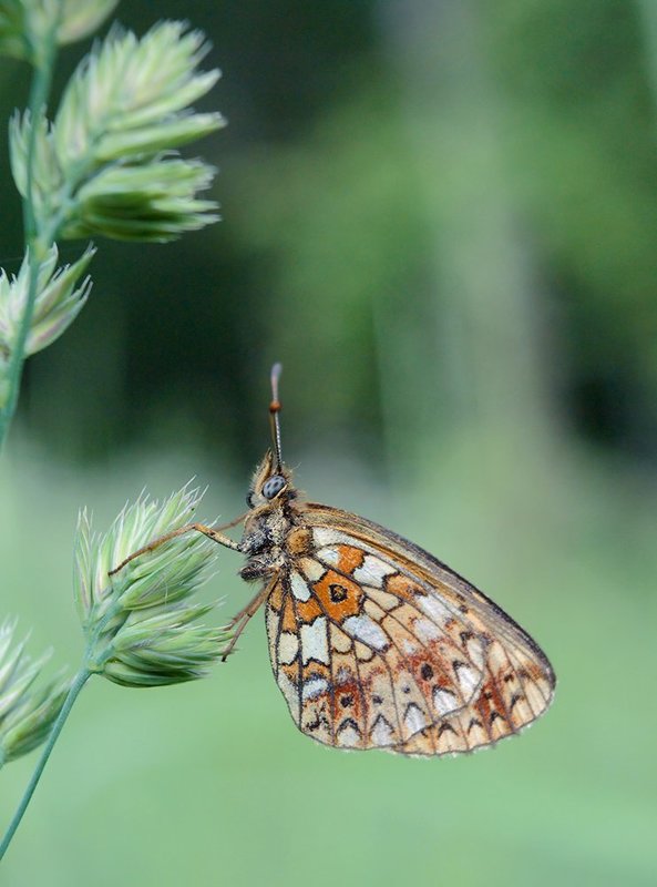 бабочка, макро, перламутровка селена *** фото превью