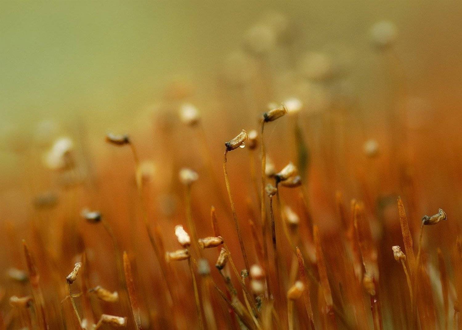 , Александр