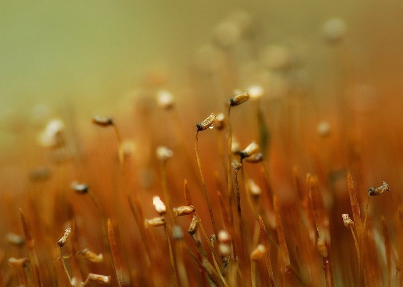 Из жизни растений фото превью