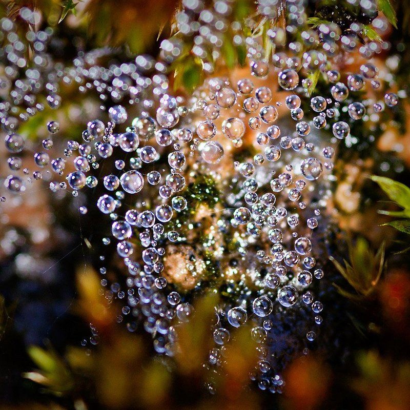 Cobweb deep into the moss фото превью