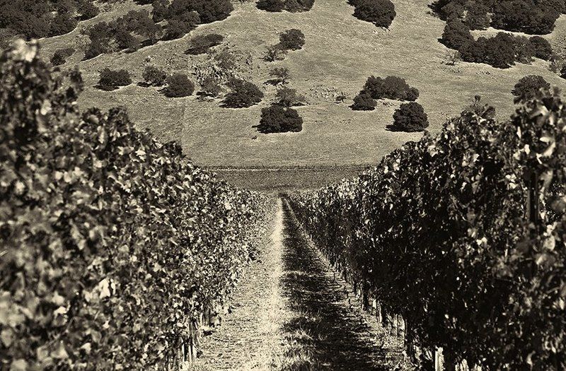 Виноградник фото превью