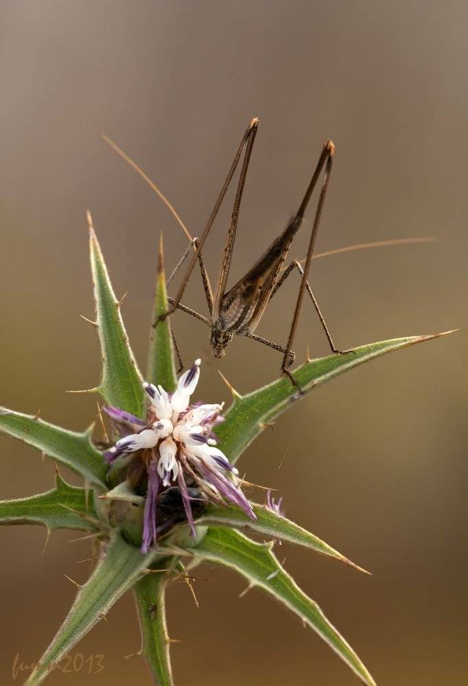 , Игорь ФУММ