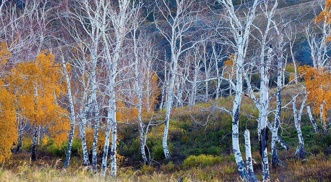 , Качурин Алексей