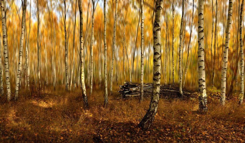 осень, лес, березы Березово-осеннее настроение фото превью