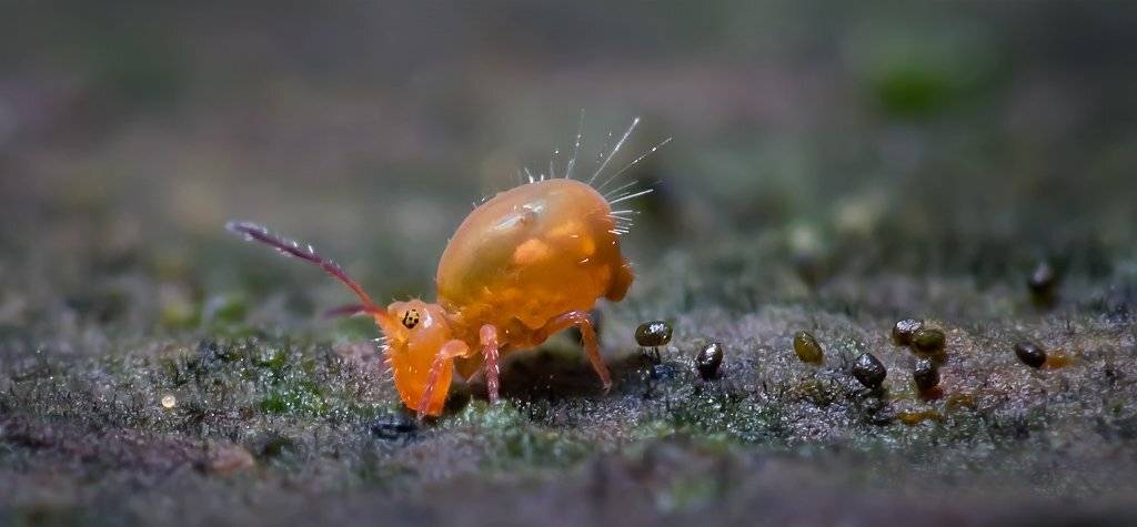 , Валерия Зверева