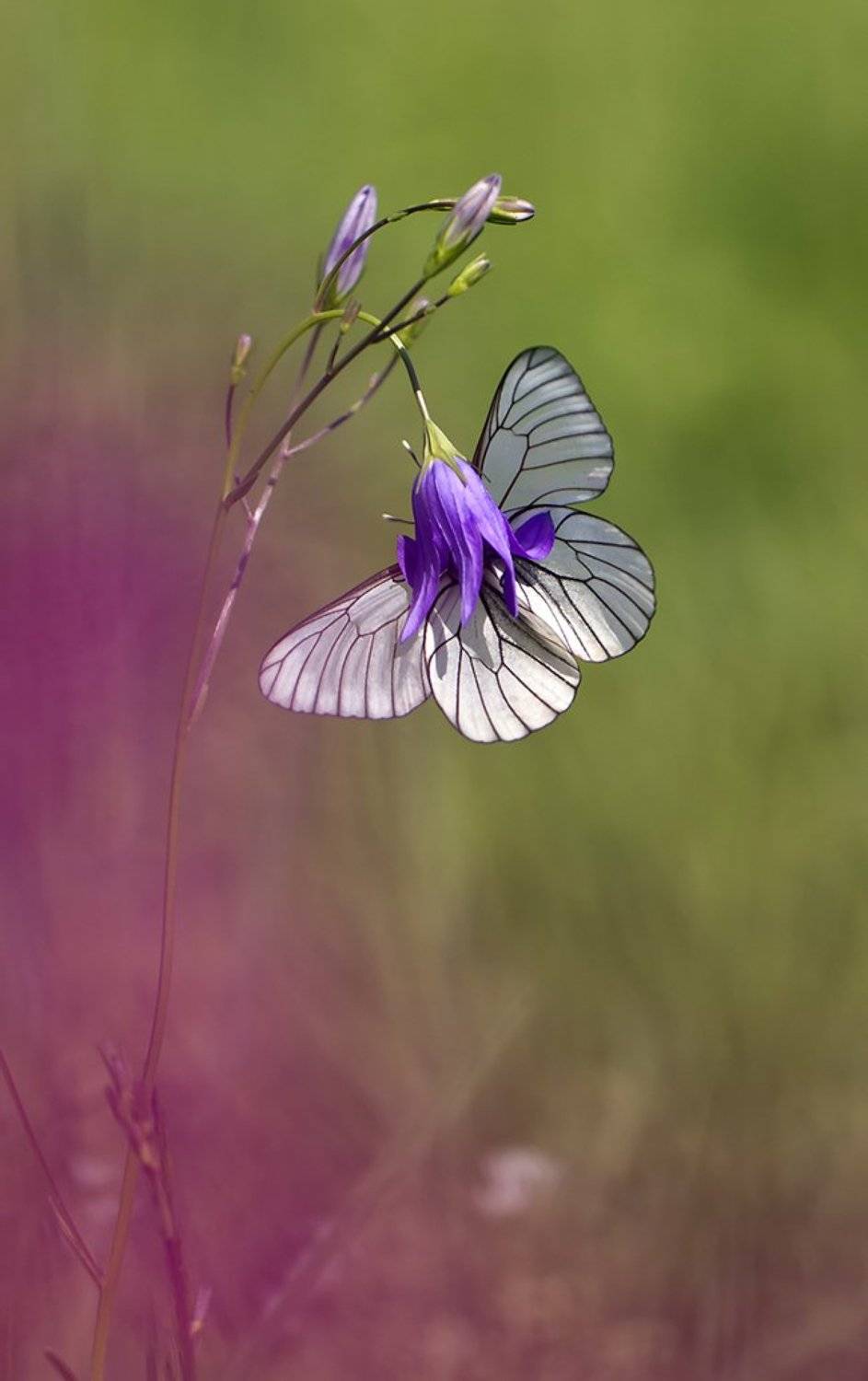 , Иваненко Светлана