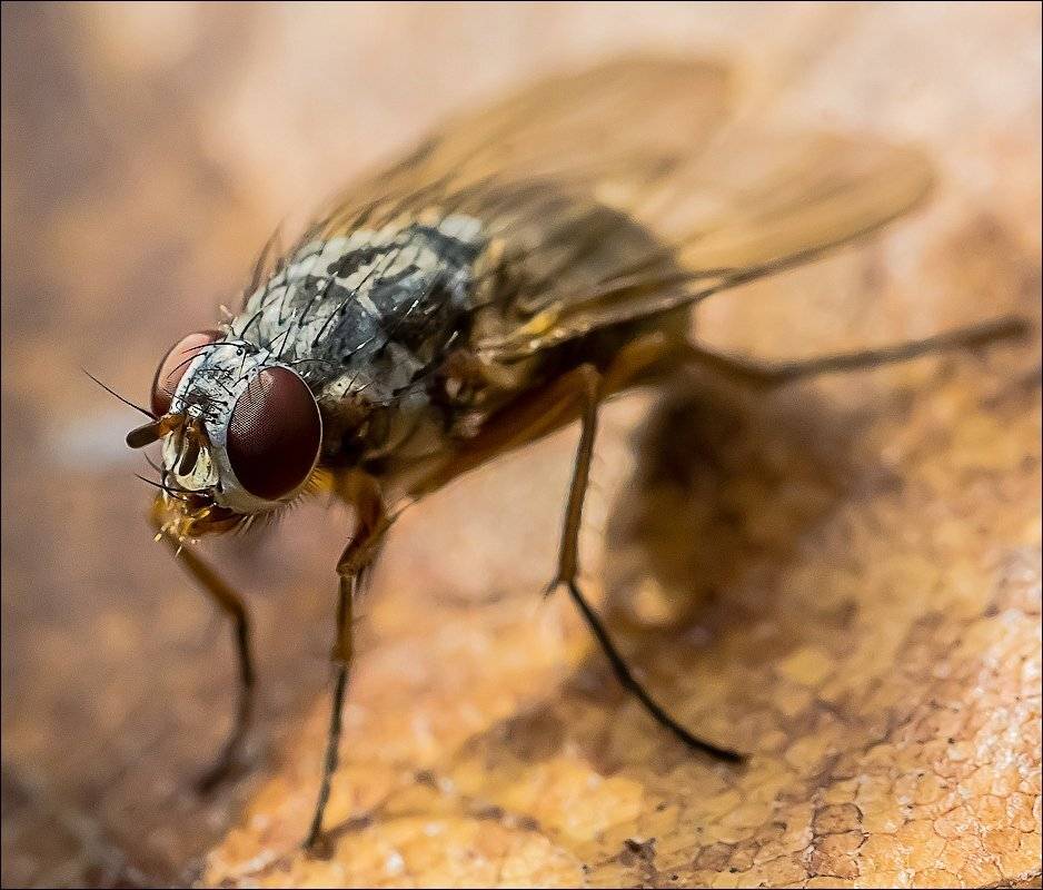 , Бурлов Андрей