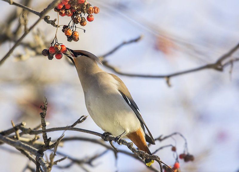 Дай я тебя поцелую! фото превью