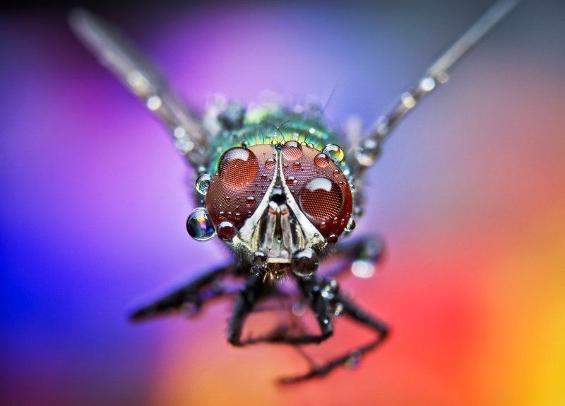 Fly, Macro, Nikon, Макро, Муха FLY фото превью