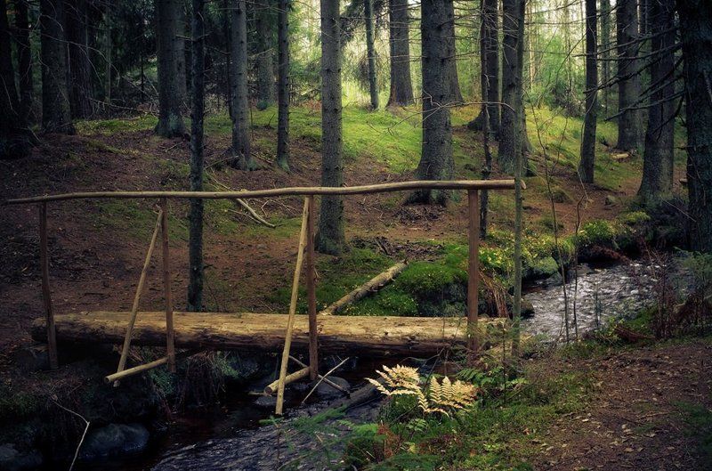 Сказка  о лесном ручье фото превью