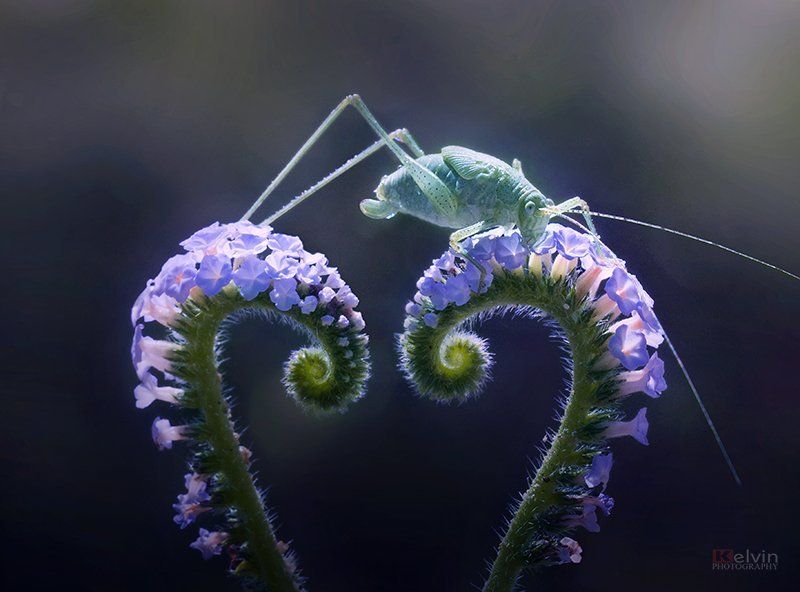 KEL фото превью