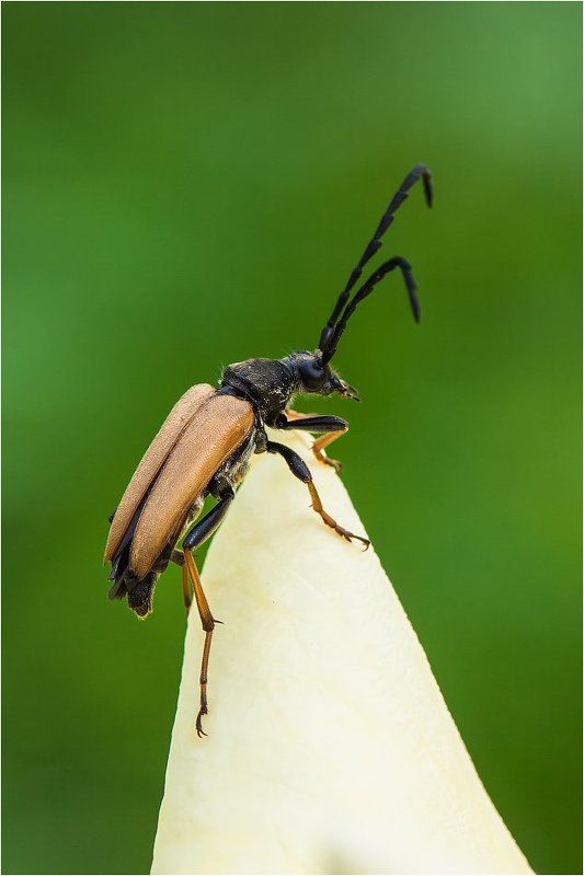 Усачик фото превью