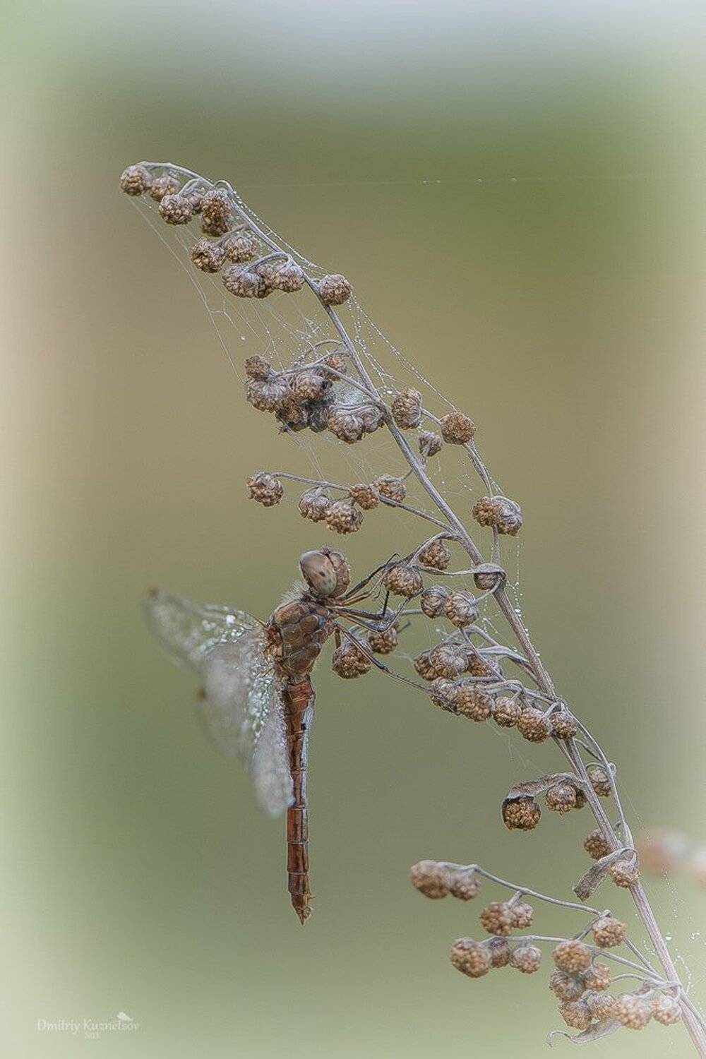 , Кузнецов Дмитрий