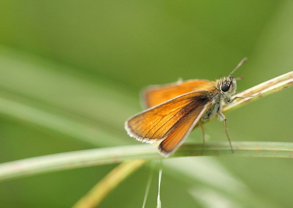 , Сергей Таланов