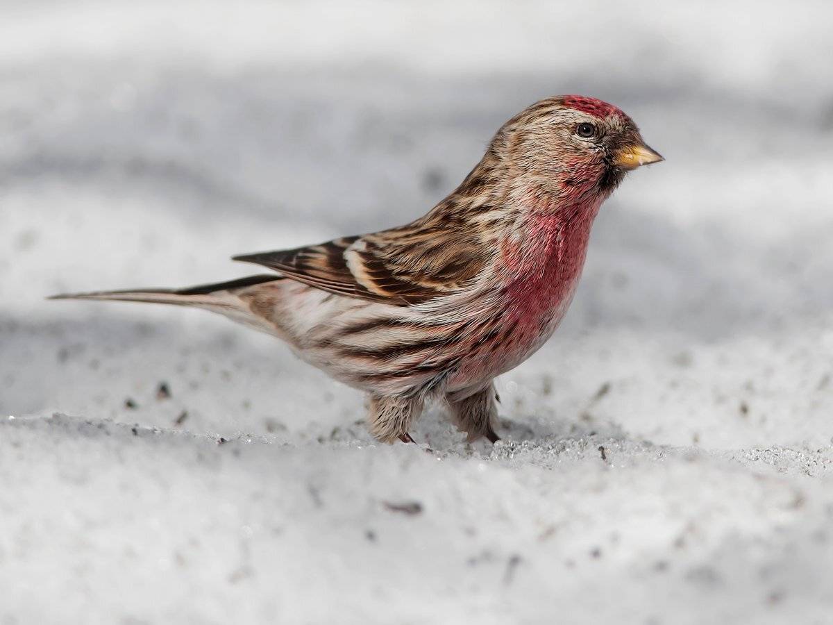 , Валерий Субачев