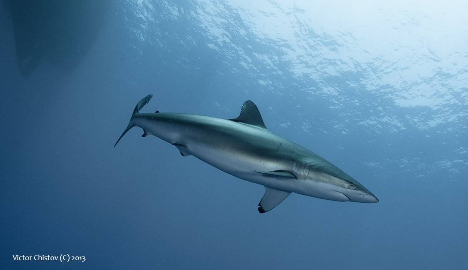 , Виктор Чистов