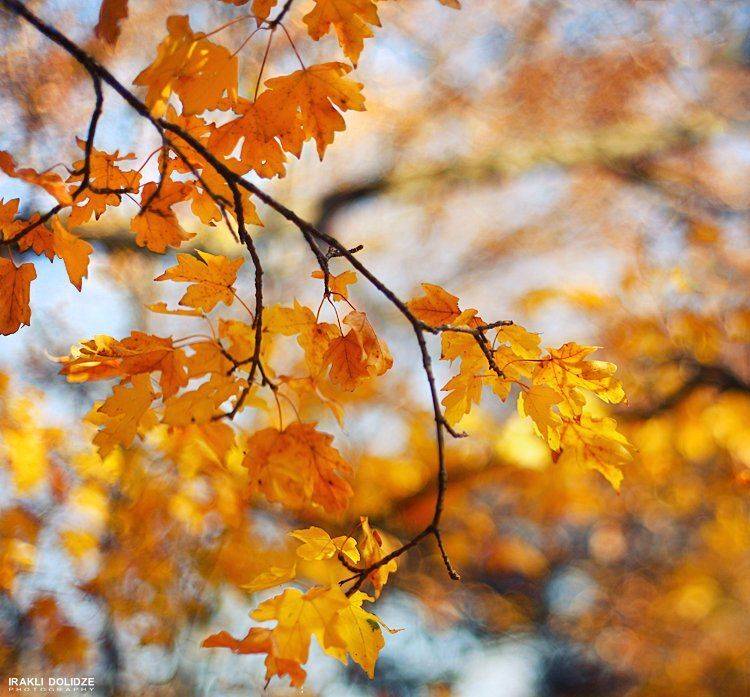 Autumn, Bokeh, Colors, Leaves, Nature, Yellow, ირაკლი დოლიძე
