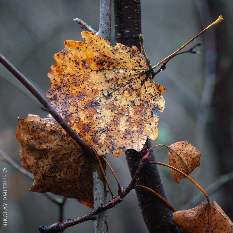 , николай дмитрук