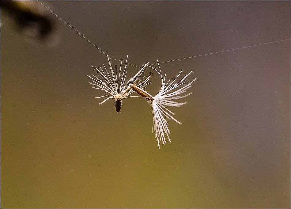 , Бурлов Андрей