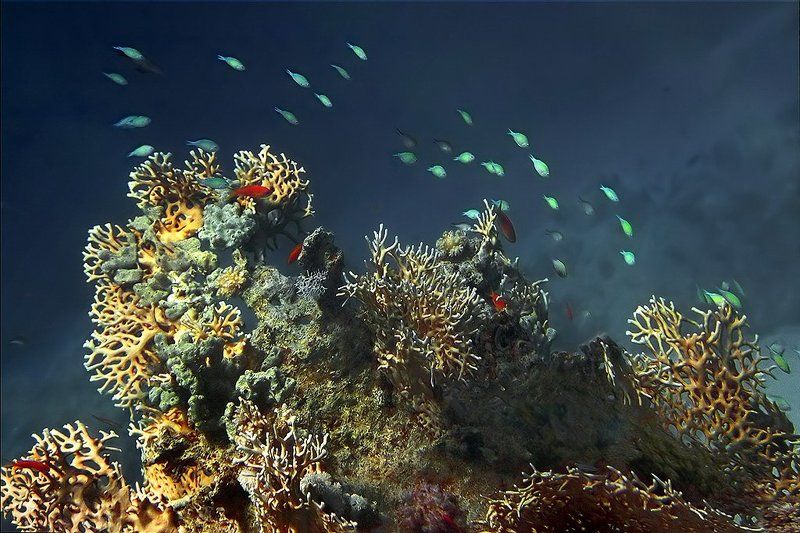 red, sea На рифе фото превью