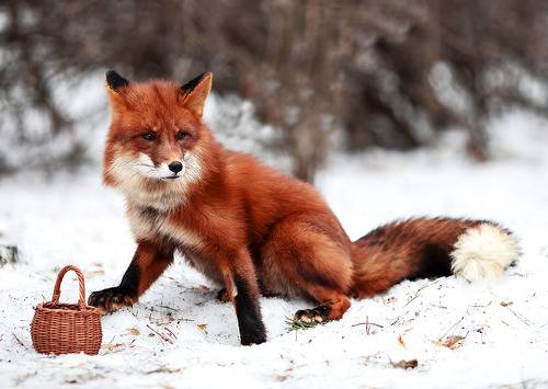 Любопытный Лис