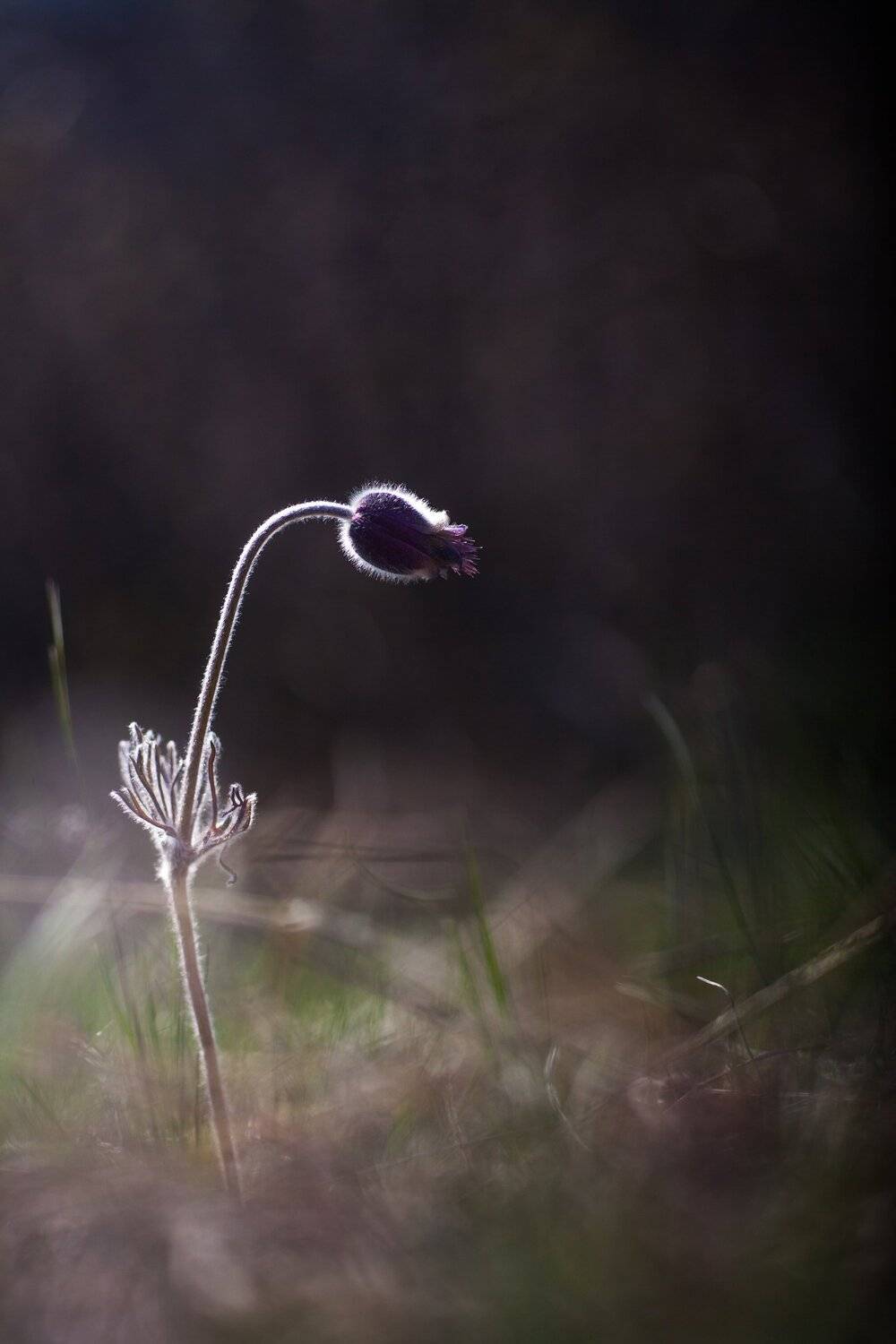 , Викулов Николай